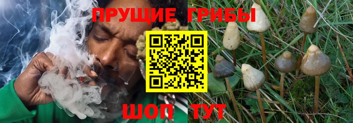 Псилоцибиновые грибы GOLDEN TEACHER  Вход с VPN  Шали 